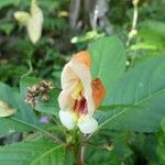 Impatiens auricoma Fleur