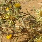 Asteriscus graveolens Λουλούδι