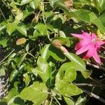 Passiflora manicata Hoja