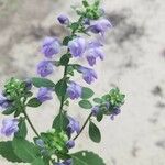 Scutellaria incana Blüte