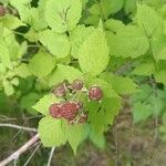 Rubus occidentalis Frugt