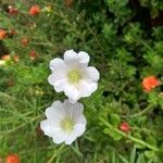 Portulaca grandiflora Квітка
