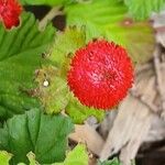 Potentilla indica Frucht