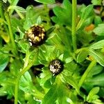 Coreopsis verticillata Hostoa