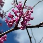 Cercis canadensisЦвят