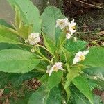 Solanum bonariense Leaf