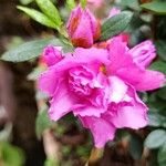 Rhododendron alabamense Floro