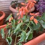 Salvia splendens Листок