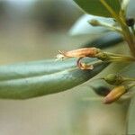 Bontia daphnoides Fruit