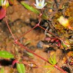 Spergula pentandra Celota