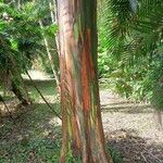 Eucalyptus deglupta Bark