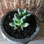 Pachyphytum compactum Hostoa