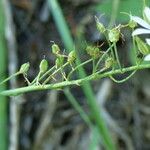 Ornithogalum narbonense Other