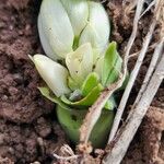 Chlorophytum tuberosum Habitus