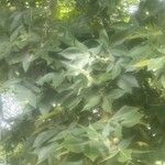 Carya pallida Hoja