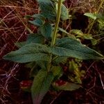 Hieracium sabaudum Leaf