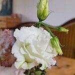Eustoma grandiflorum Flower
