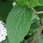 Viburnum carlesii Leaf