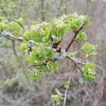 Crataegus azarolusLapas