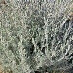 Artemisia frigida Lapas