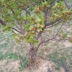 Psorospermum febrifugum Habitus