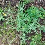 Diplotaxis tenuifolia Staniste