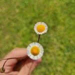 Erigeron quercifoliusFlower