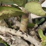 Cotyledon orbiculata 樹皮