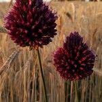 Allium atroviolaceum Flower