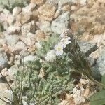 Myosotis corsicana Flower