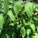 Polygonatum biflorum Φύλλο