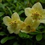 Rhododendron lowndesii Flower