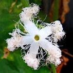 Trichosanthes cucumerina Blomst