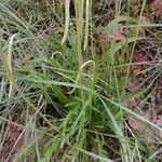 Plantago weldenii Leaf