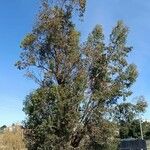 Eucalyptus parvula Hábito