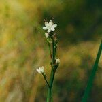 Simethis mattiazzii Flower