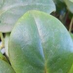 Peperomia serpens Frunză