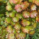 Acer shirasawanum Folha