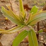 Terminalia macroptera Leaf