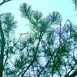 Pinus peuce Листок