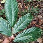 Treculia africana Blatt