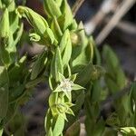 Lysimachia linum-stellatum Floare