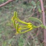 Plicosepalus sagittifolius Flor