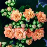 Kalanchoe blossfeldiana Облик