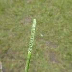 Eleocharis palustris 樹皮