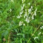 Stachys rectaFleur