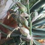 Puya mirabilis Ovoce