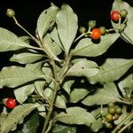 Psychotria biaristata Плод