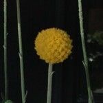 Pycnosorus globosus Flower