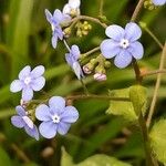 Brunnera macrophylla Цвят